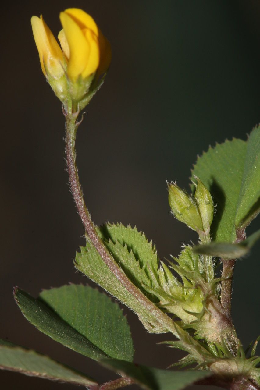 Medicago murex flower