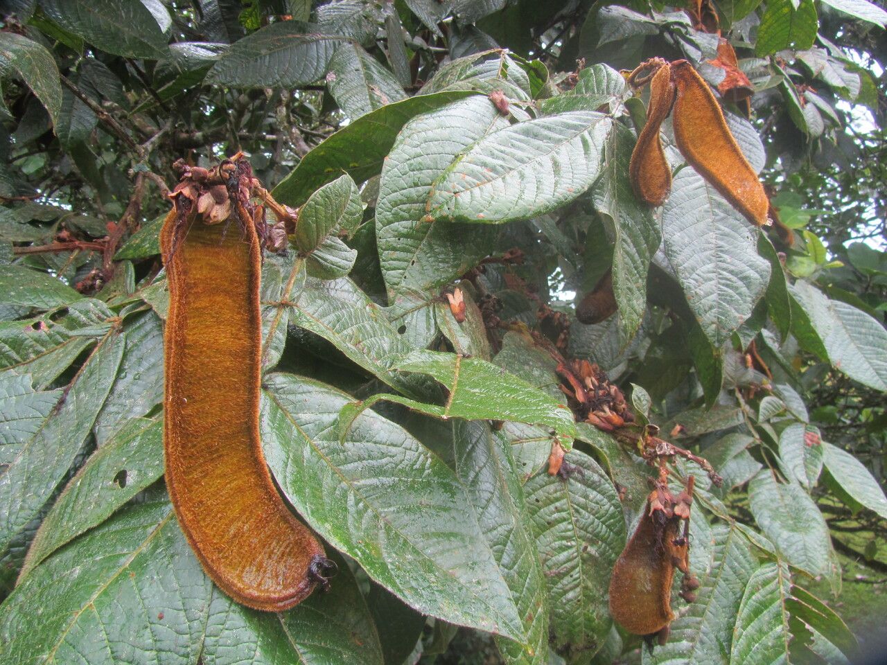 Inga goldmanii fruit