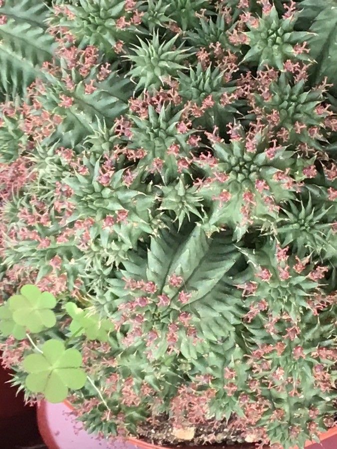 Euphorbia suzannae-marnierae — houseplant care guide