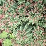 Euphorbia suzannae-marnierae