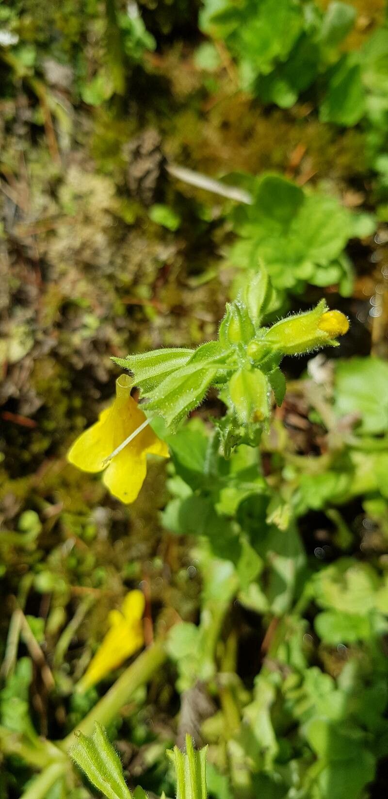 Erythranthe guttata fruit