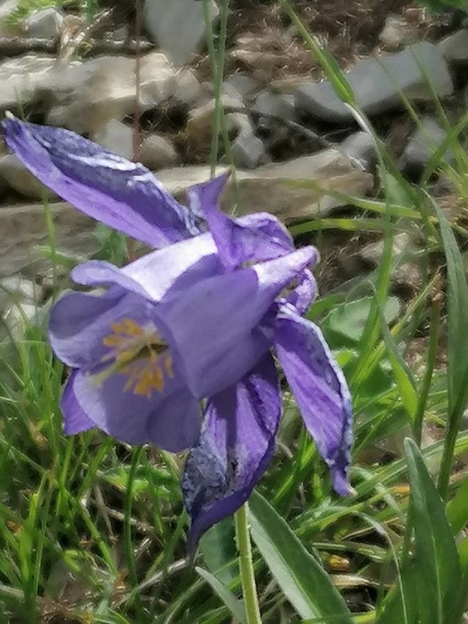 Aquilegia reuteri flower