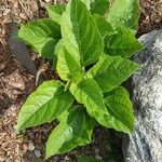 Physalis heterophylla