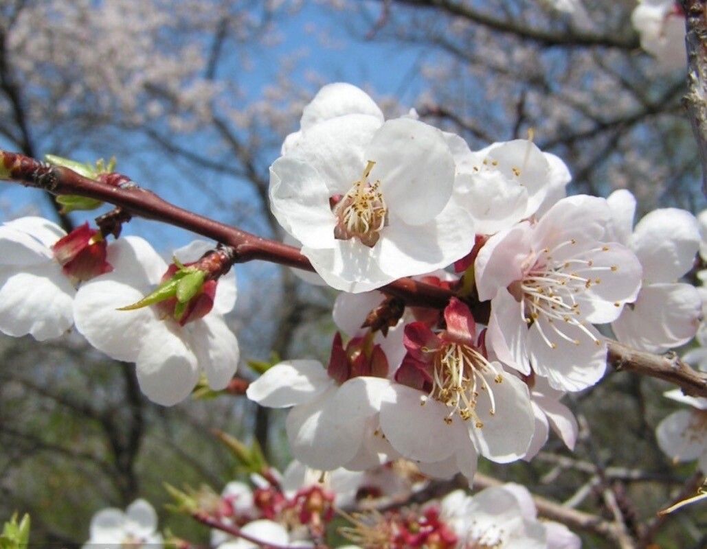Prunus mandshurica — houseplant care guide
