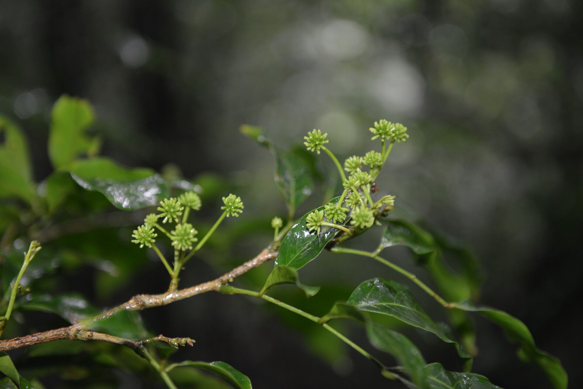 Inga mortoniana flower
