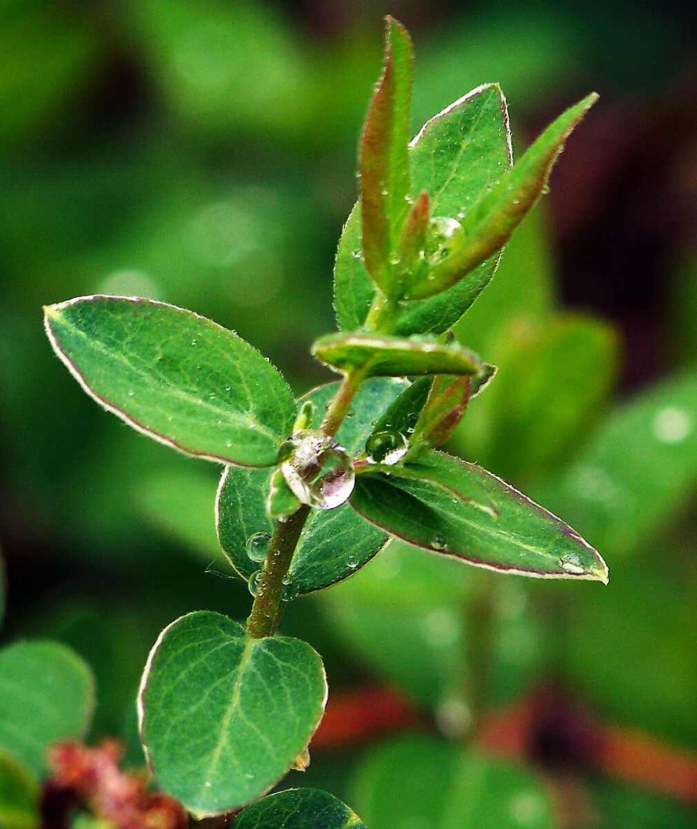 Symphoricarpos rotundifolius leaf