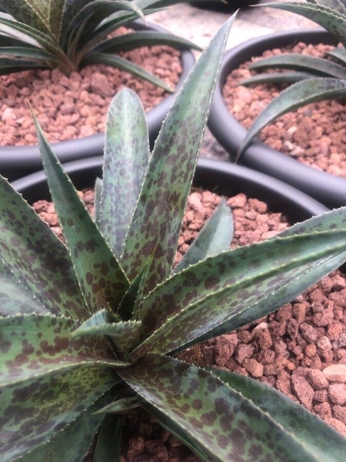 Manfreda maculosa leaf