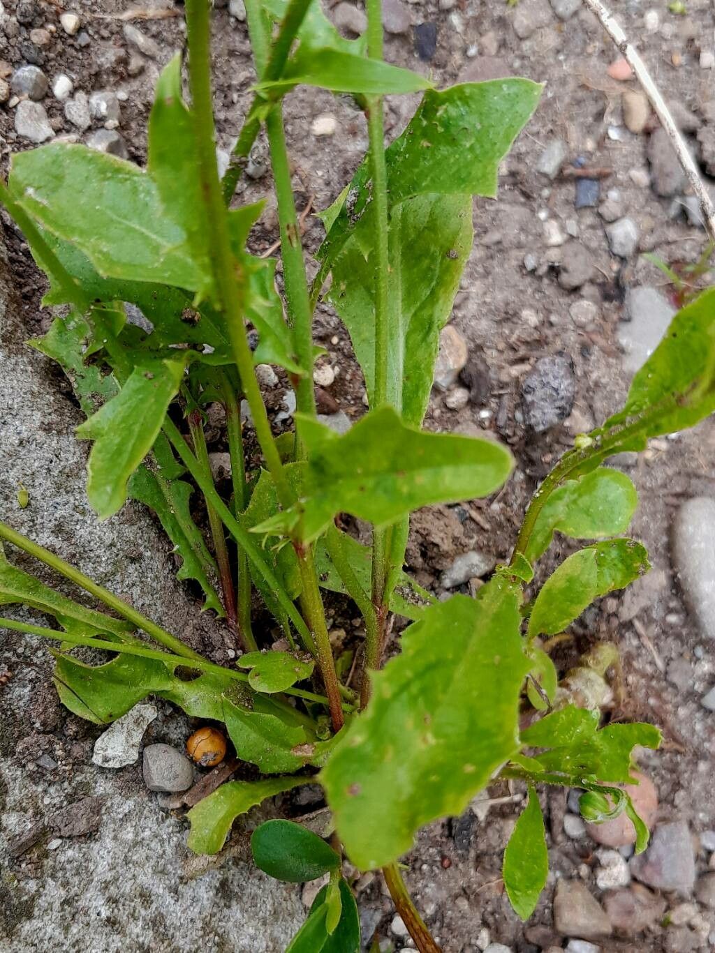 Crepis rubra — search result for 'Crepis'