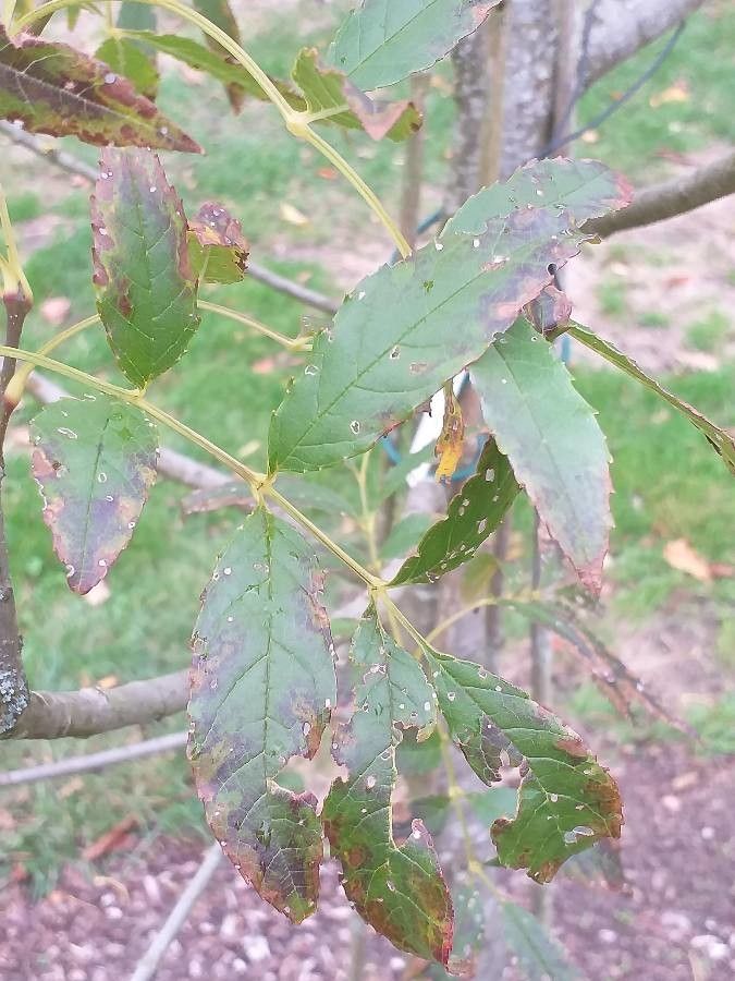 Fraxinus baroniana leaf