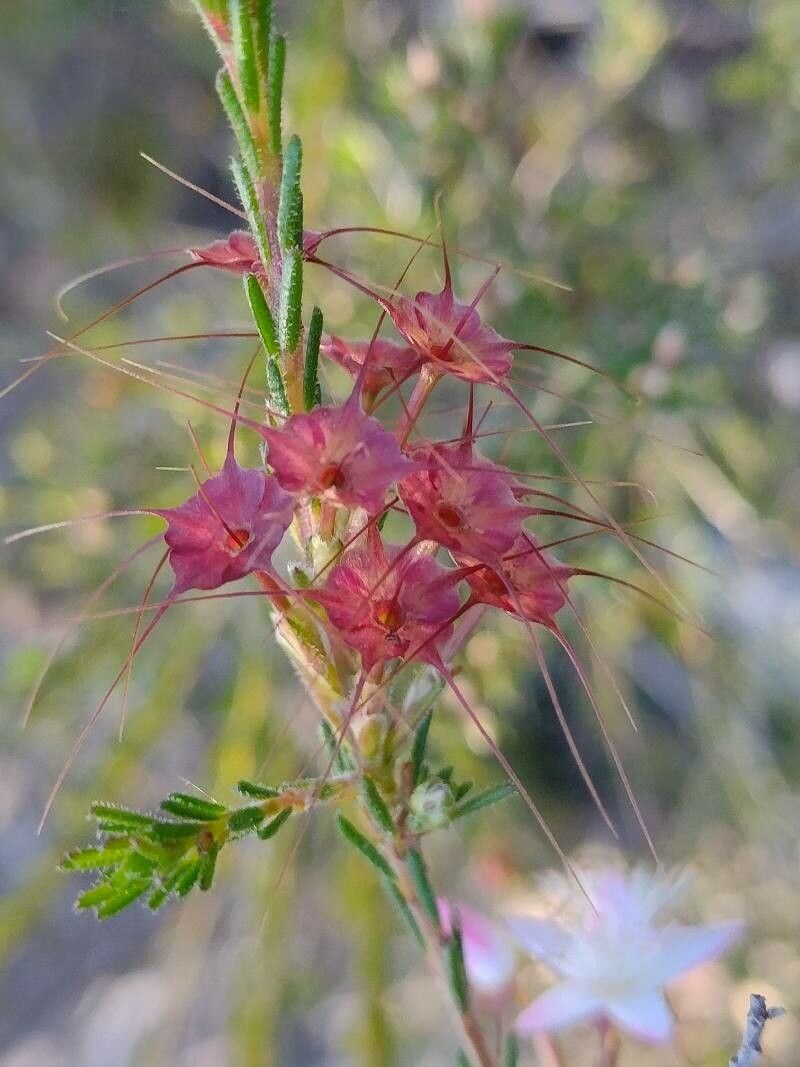 Calytrix tetragona other