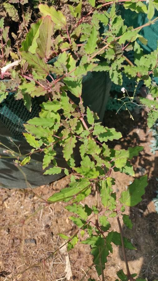 Silene villosa — houseplant care guide