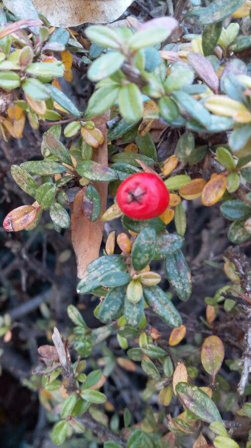 Cotoneaster microphyllus fruit