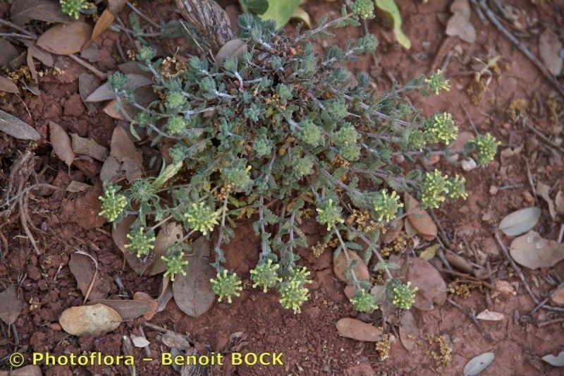 Teucrium luteum — search result for 'Teucrium'