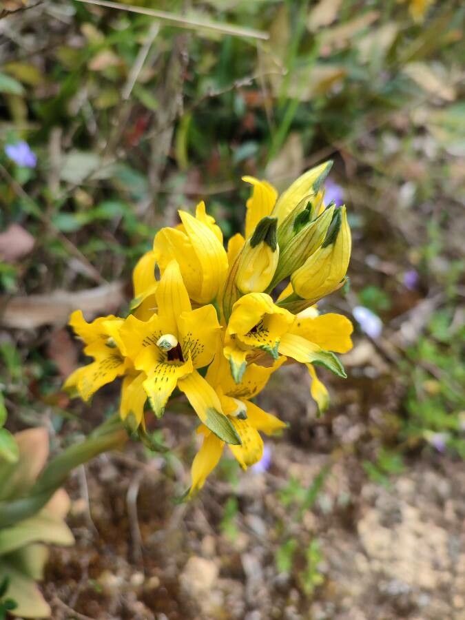 Chloraea gavilu — related species from the same genus