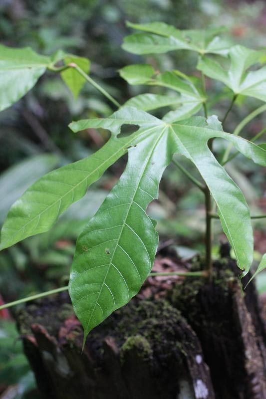 Sterculia kayae leaf