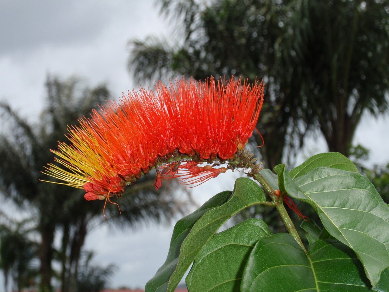 Combretum rotundifolium flower