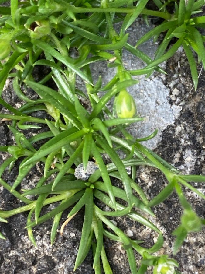 Sagina maxima — search result for 'West Coast of North America'