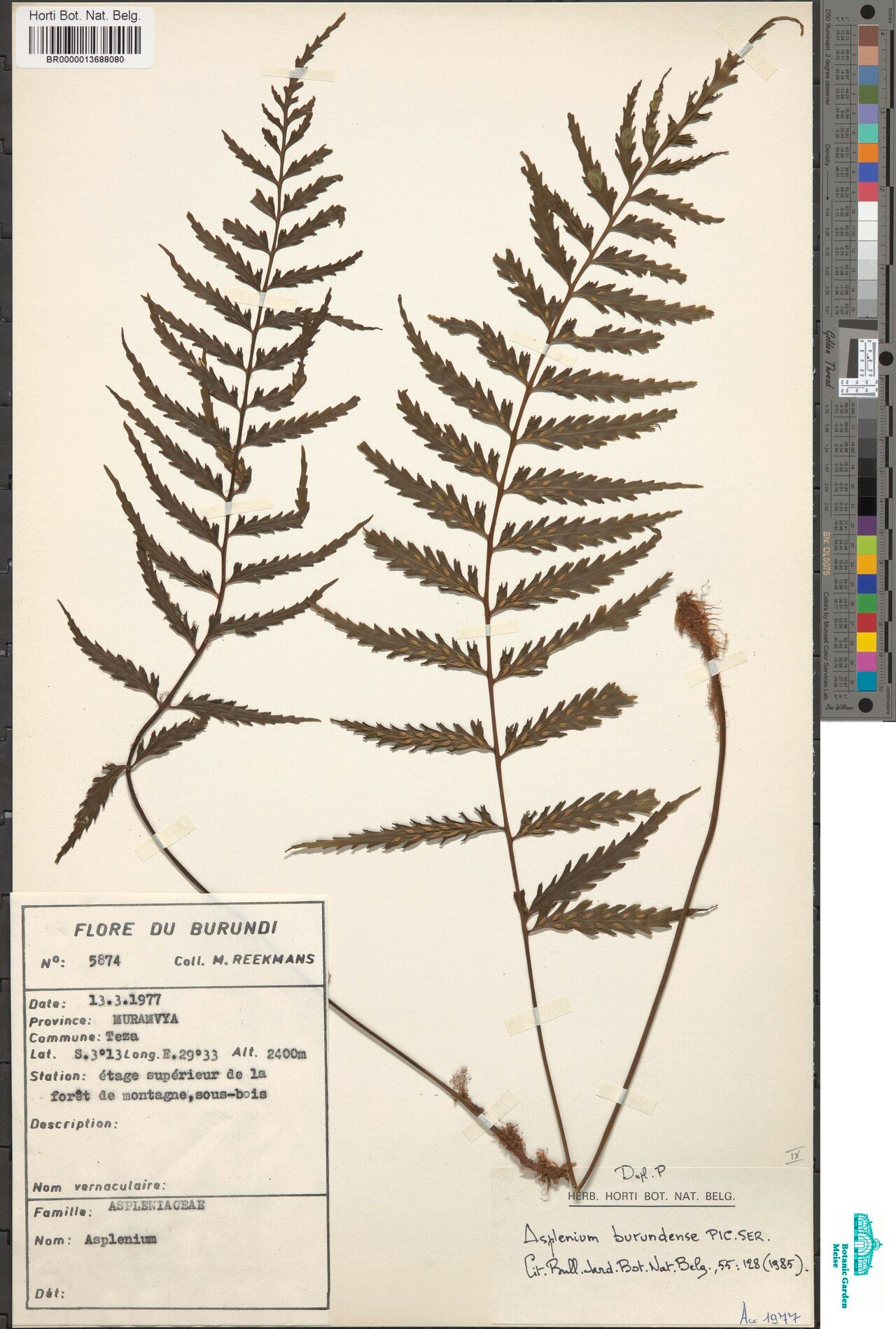 Asplenium burundense — houseplant care guide