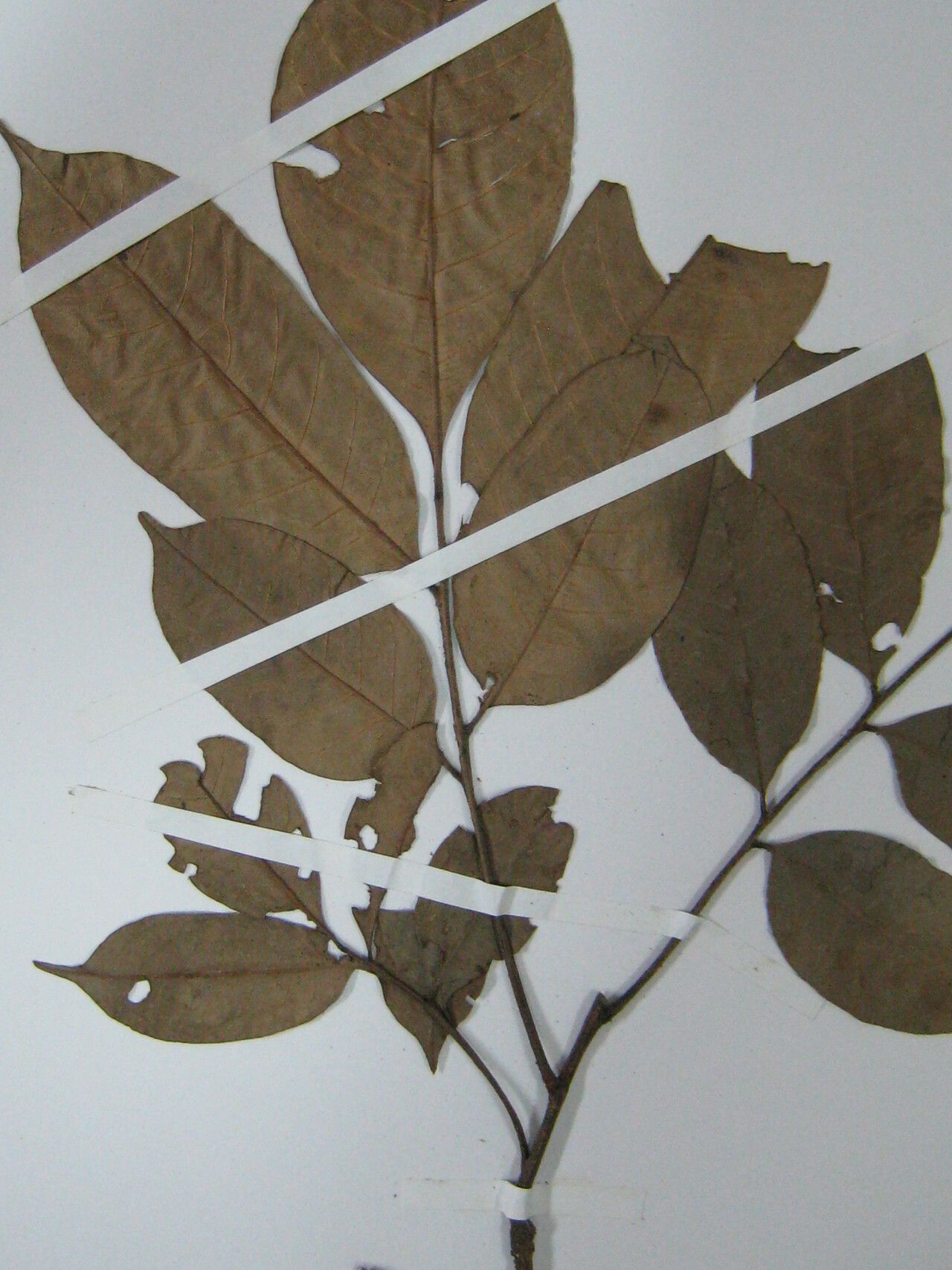 Trichilia surinamensis other