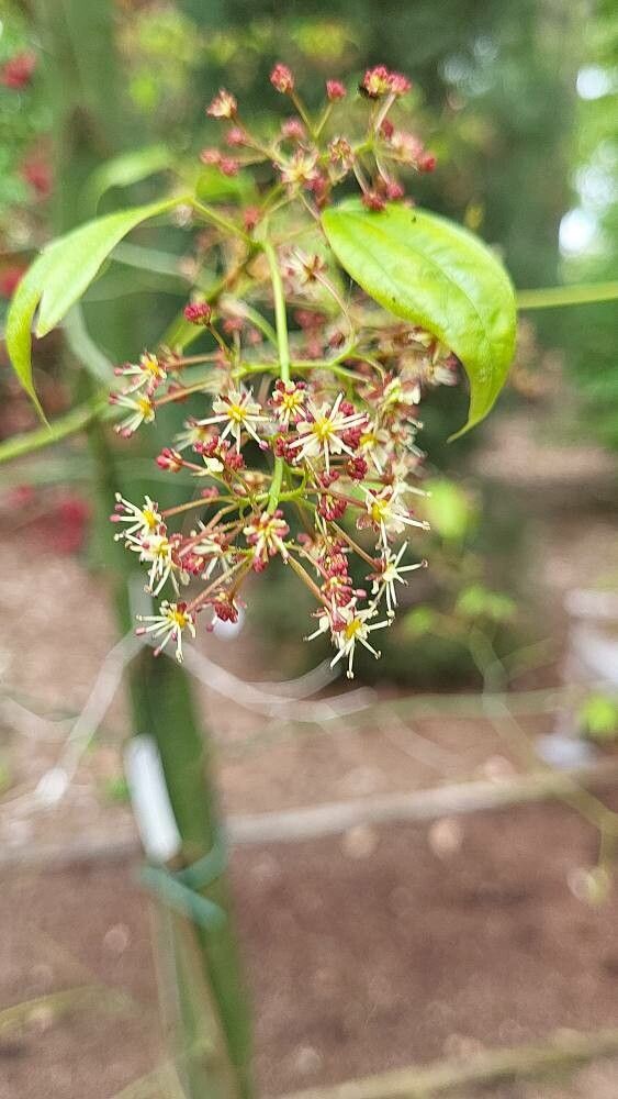 Acer calcaratum flower