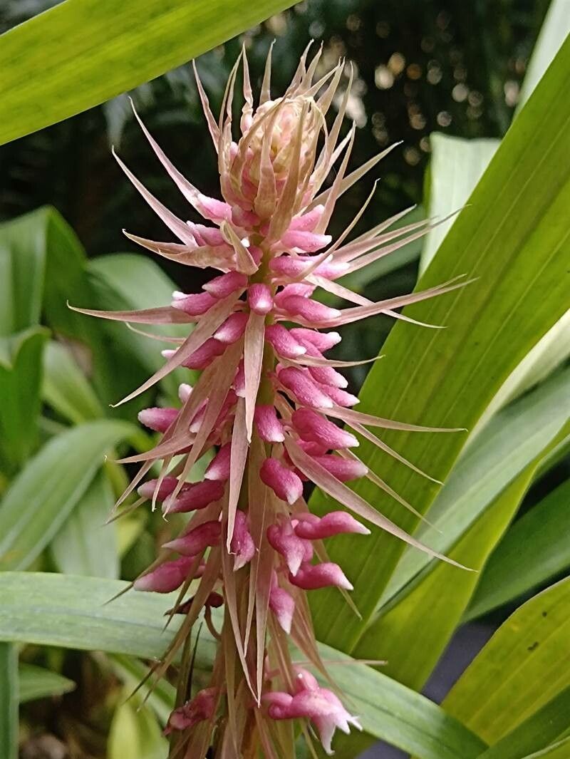 Coelia macrostachya — related species from the same genus