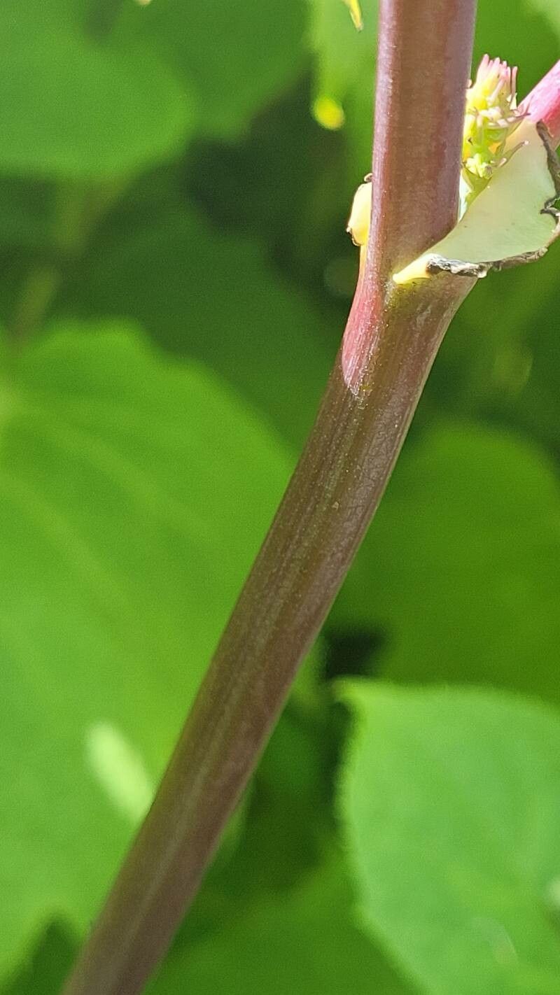 Thalictrum delavayi bark