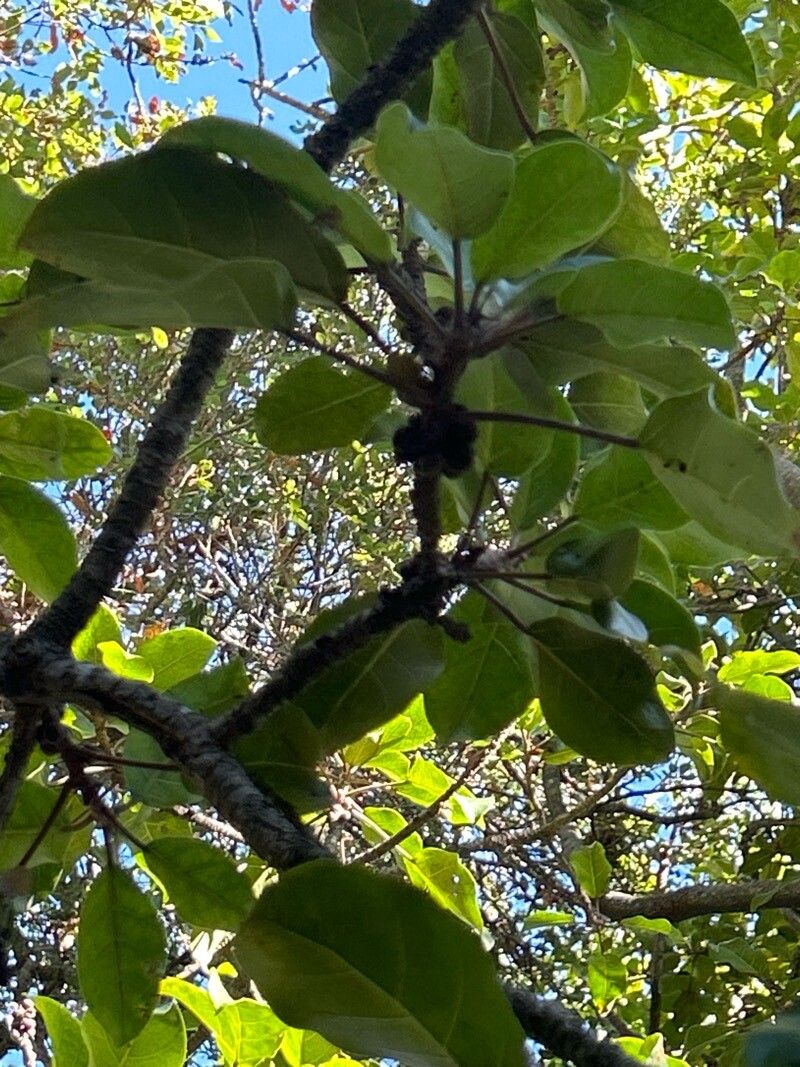 Ficus vogeliana fruit