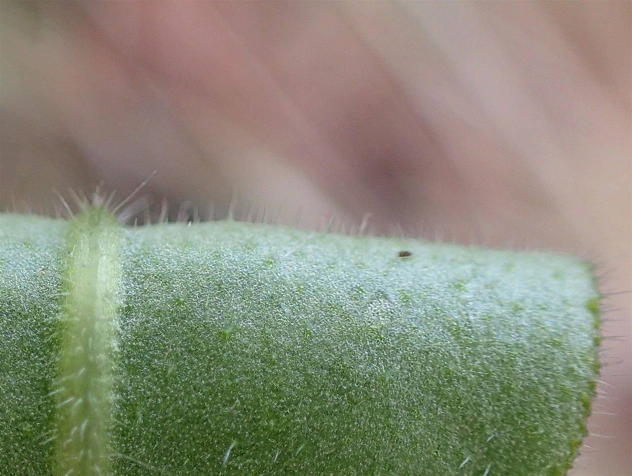 Pulmonaria montana fruit