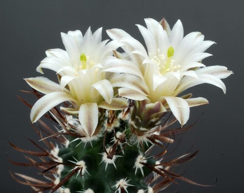 Sclerocactus papyracanthus flower