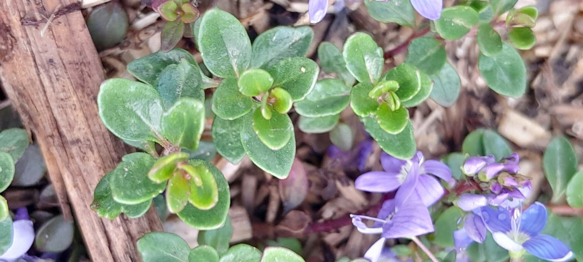 Veronica liwanensis — houseplant care guide