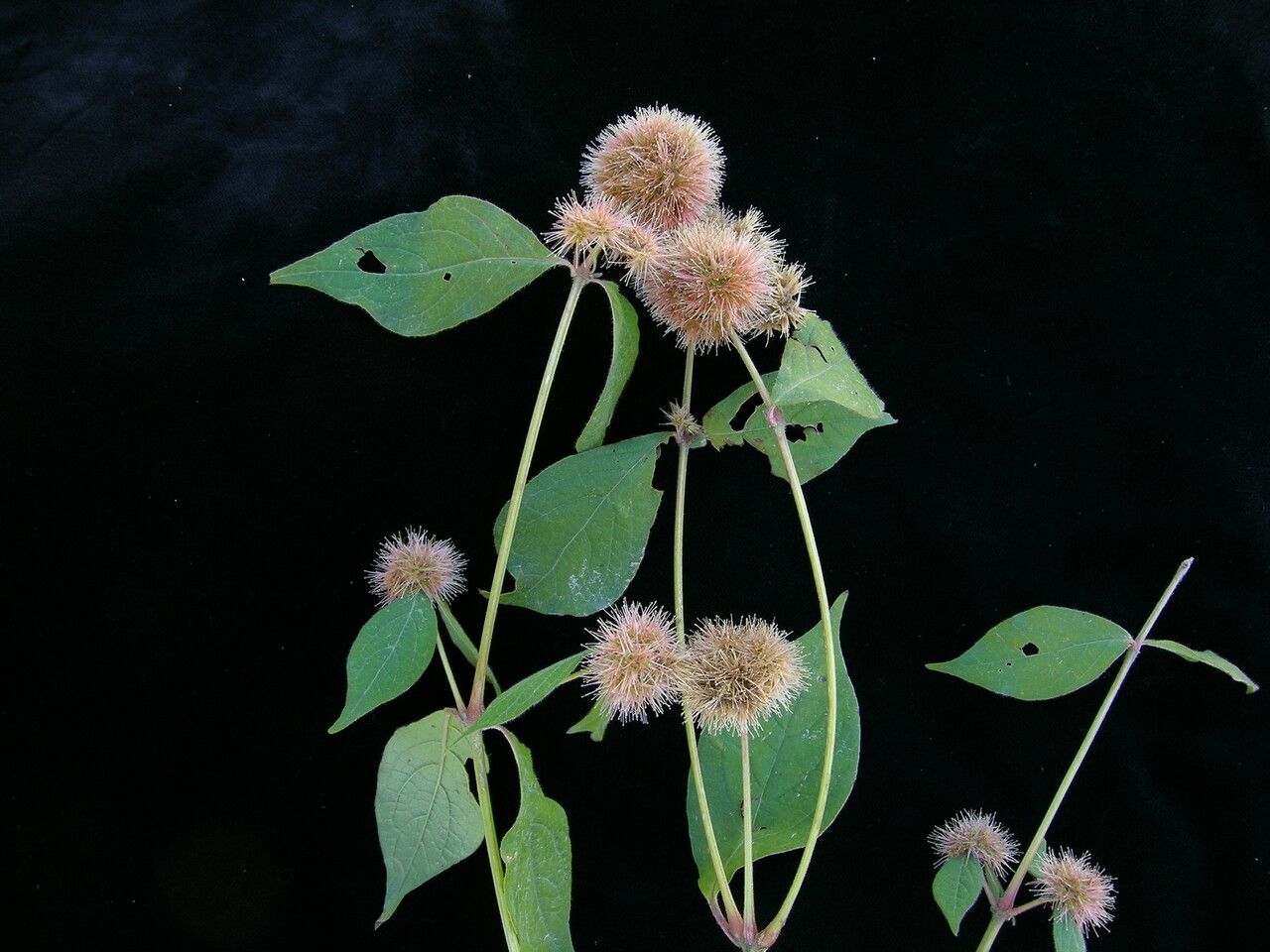 Cyathula capitata habit