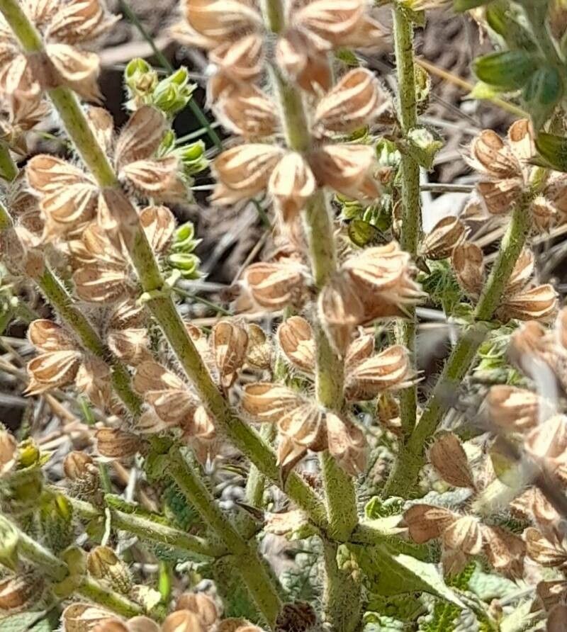 Salvia verbenaca fruit