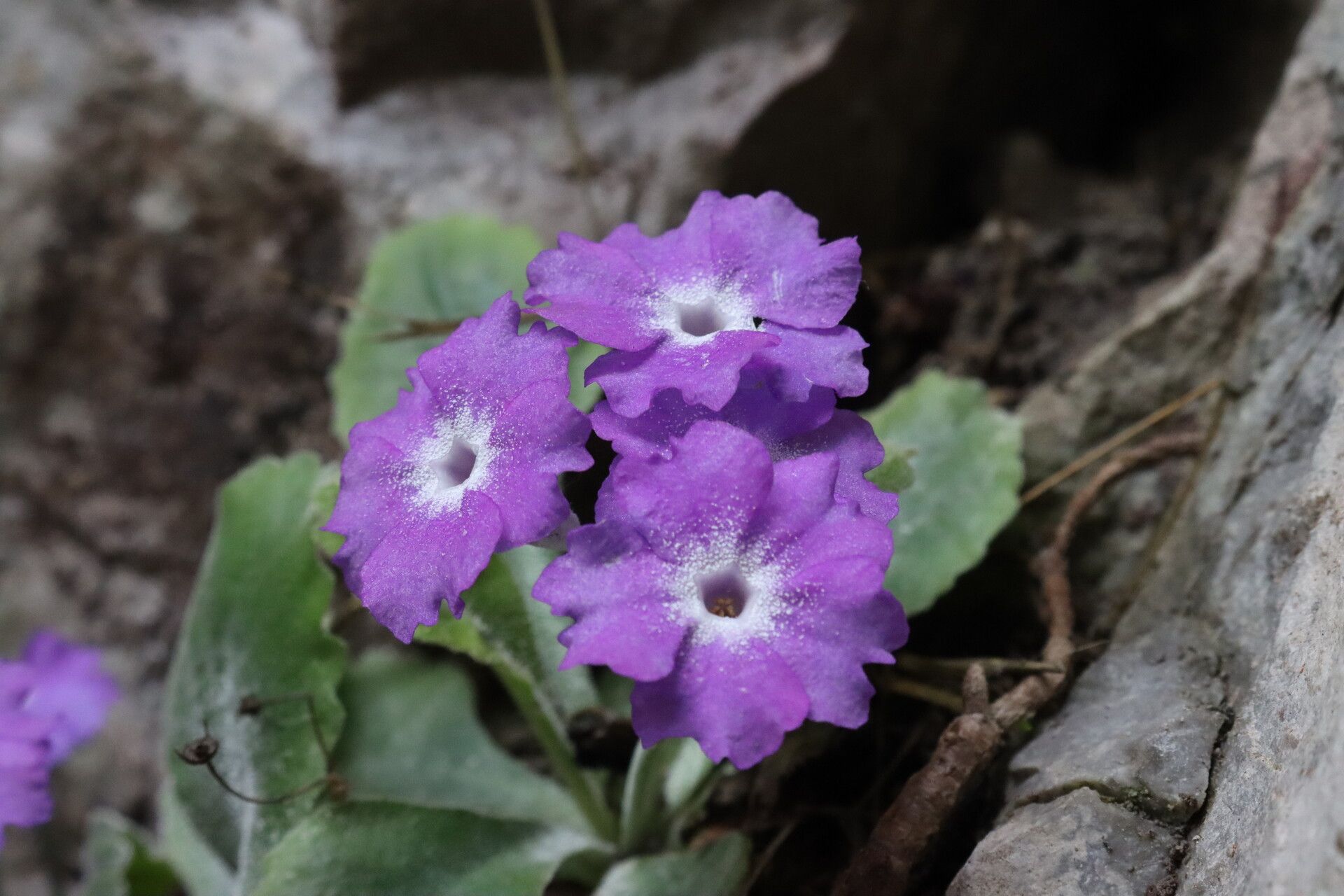 Primula albenensis flower