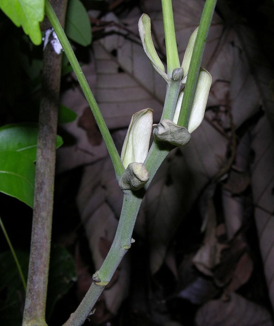 Paullinia ingifolia flower
