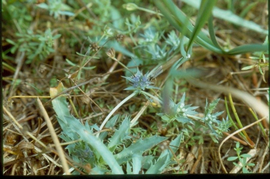 Eryngium viviparum flower