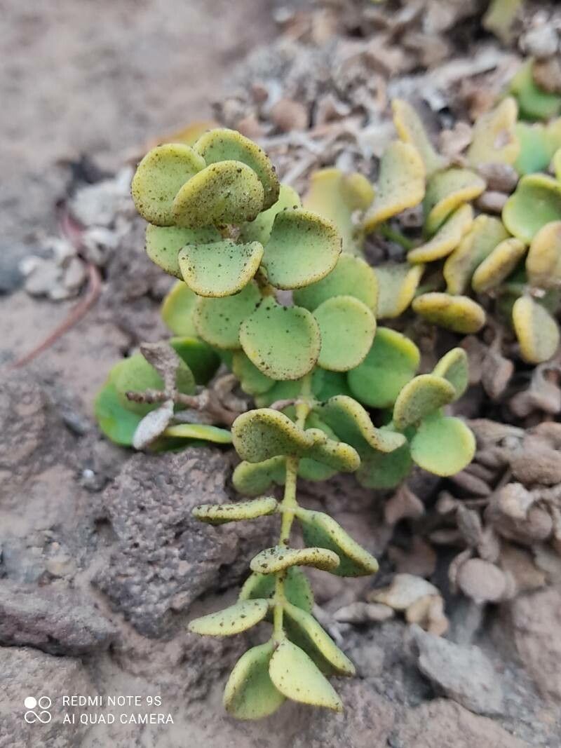 Polycarpaea carnosa — related species from the same genus