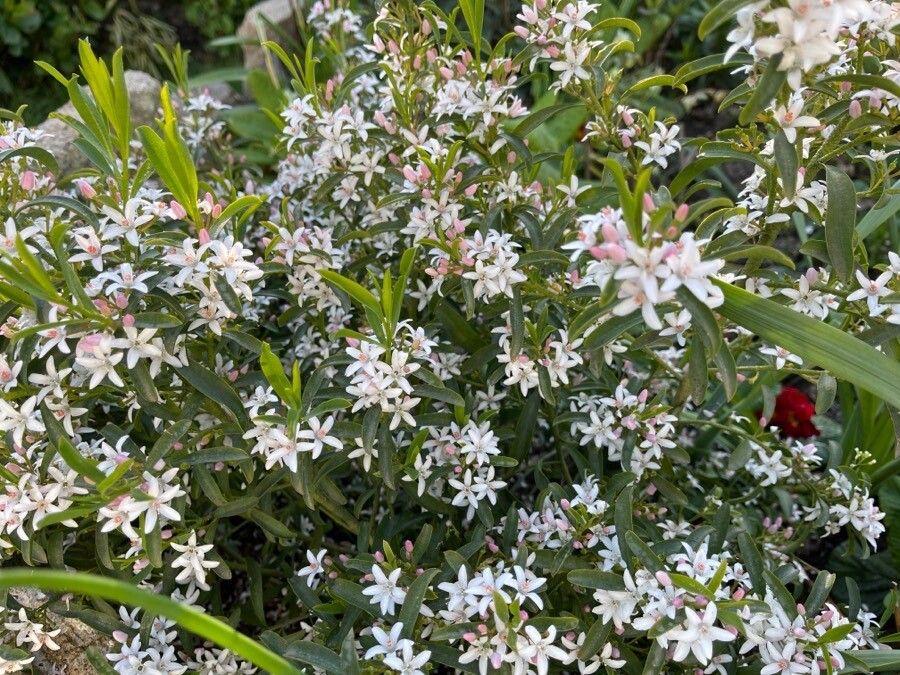 Philotheca myoporoides flower