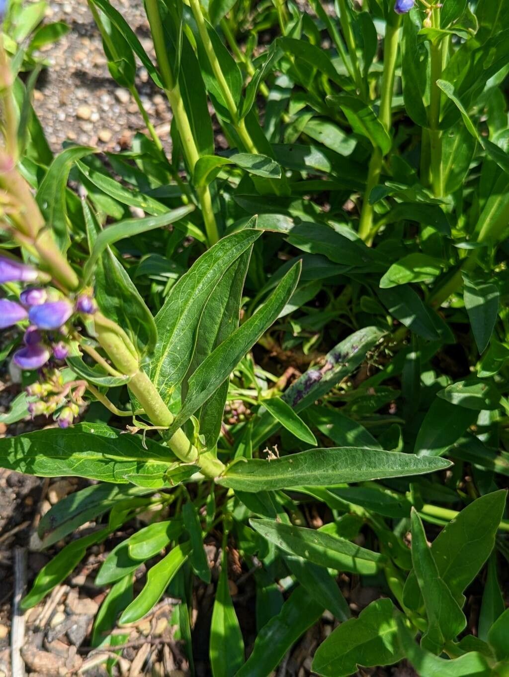Penstemon strictus — search result for 'Penstemon'
