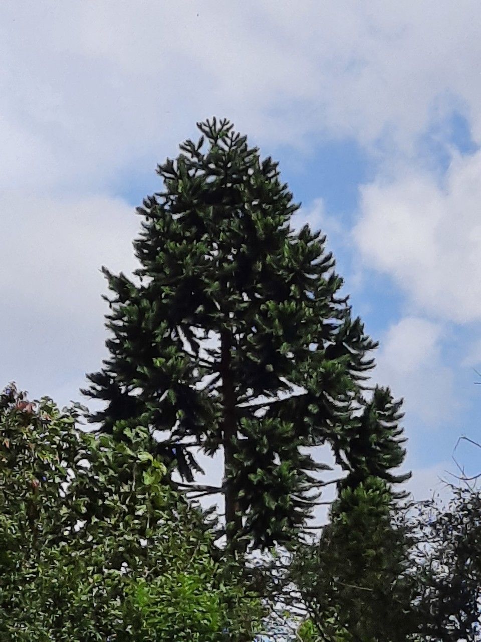 Araucaria hunsteinii habit