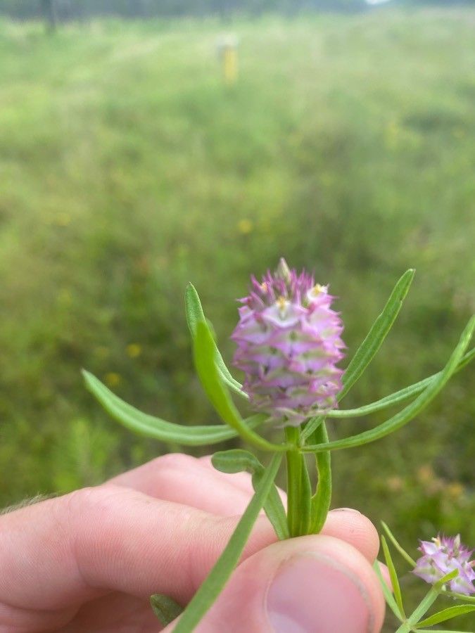 Polygala cruciata flower