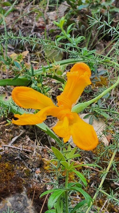 Xiphion junceum — search result for 'Tunisia'