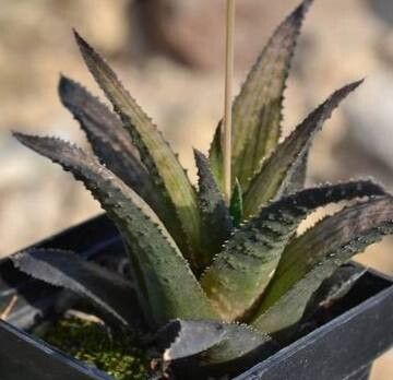 Haworthiopsis woolleyi — search result for 'Haworthiopsis'