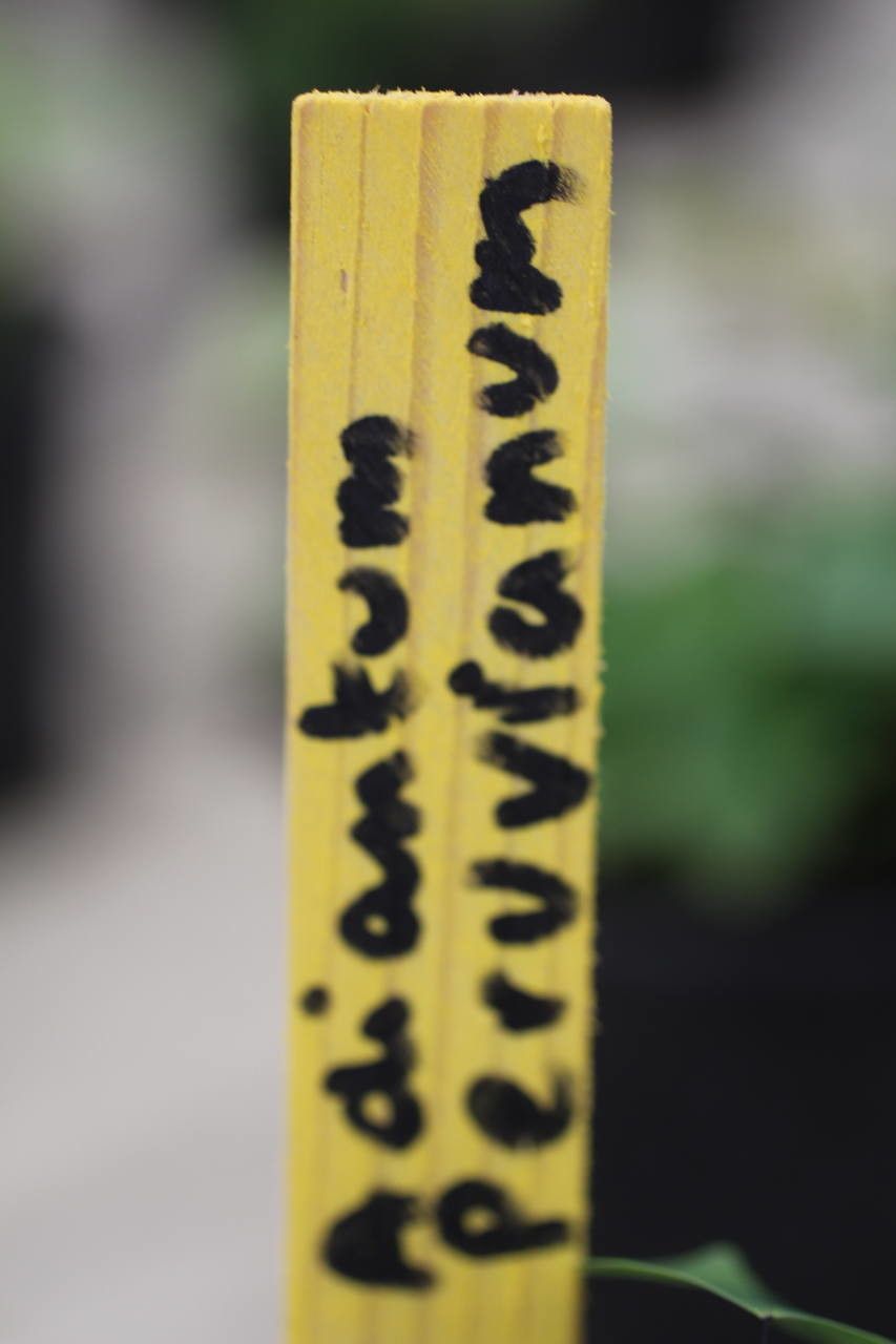 Adiantum peruvianum other