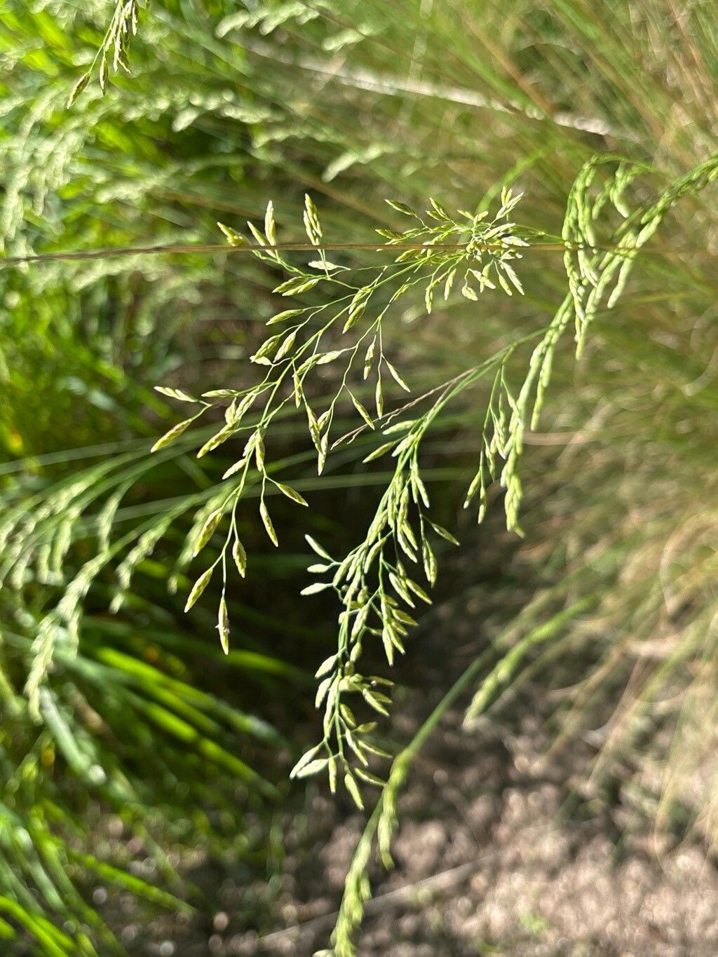 Festuca elegans flower