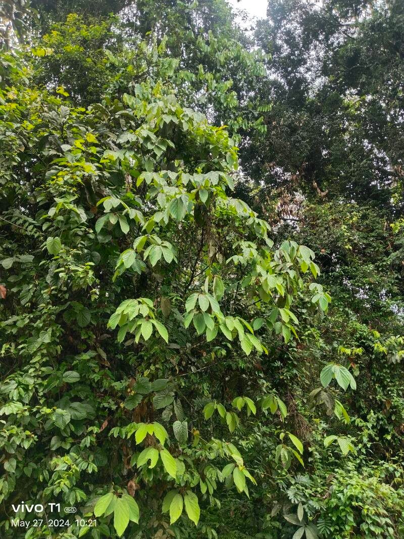 Actinodaphne obovata leaf