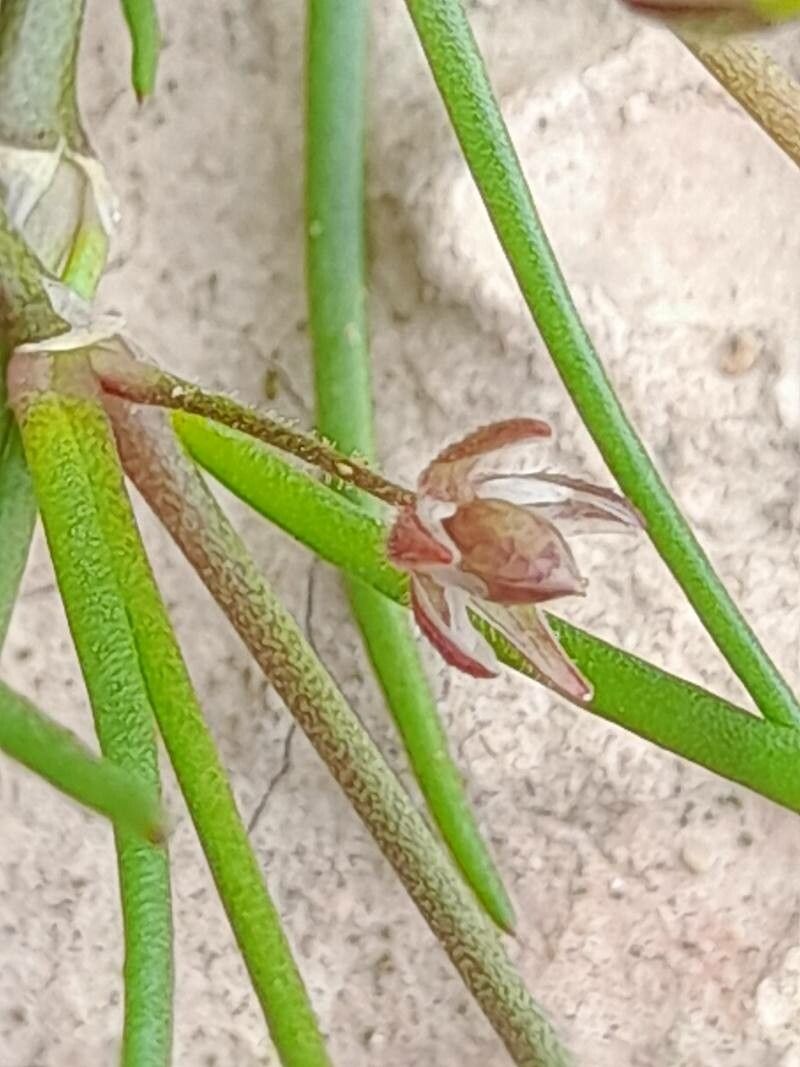 Spergularia bocconei fruit