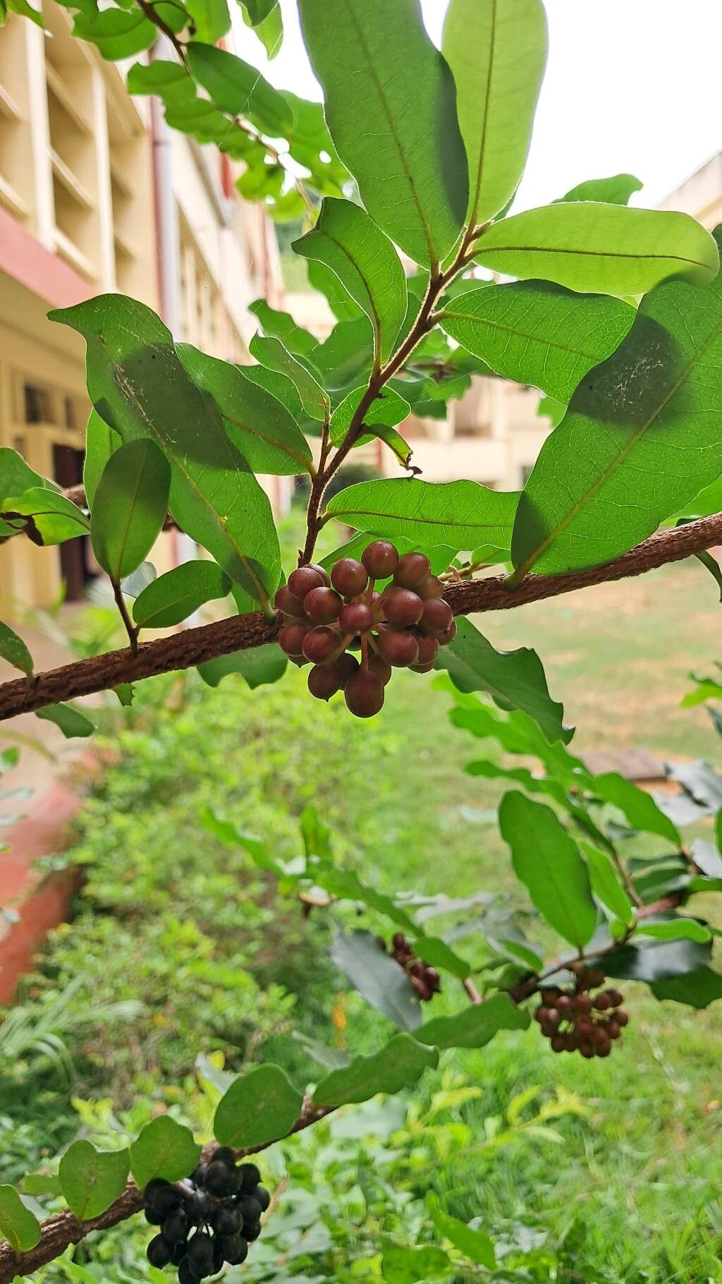 Huberantha korinti — related species from the same genus