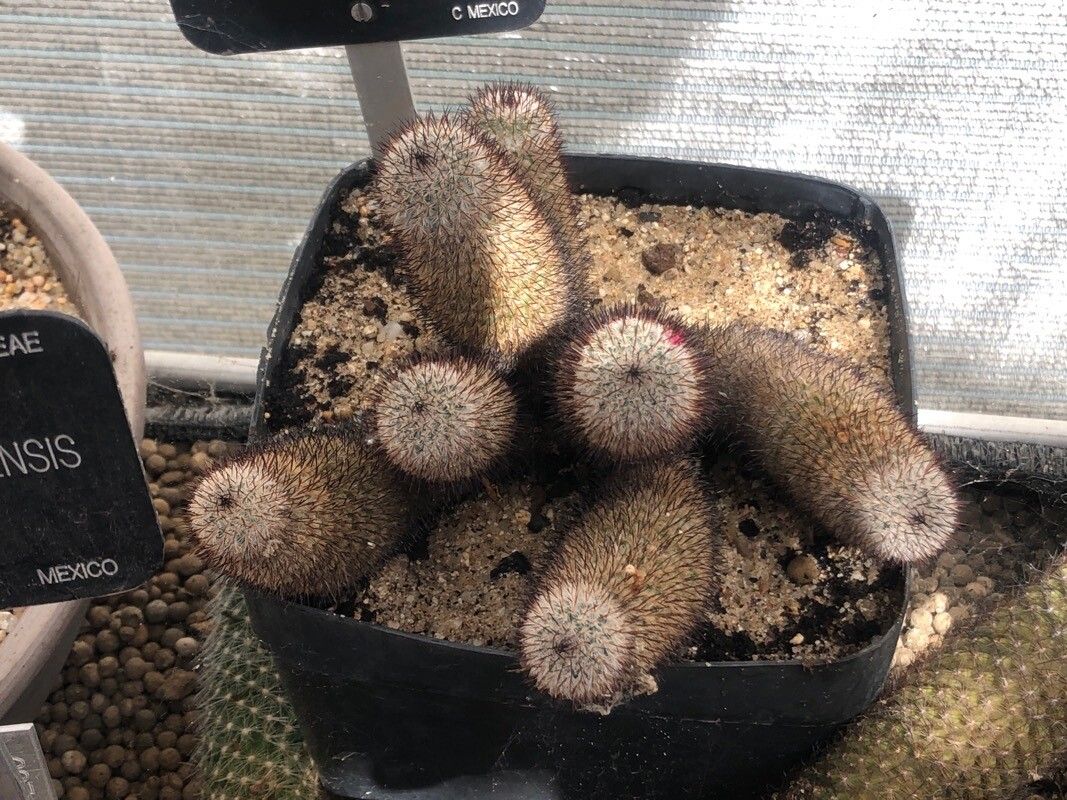 Mammillaria matudae — search result for 'Mammillaria'