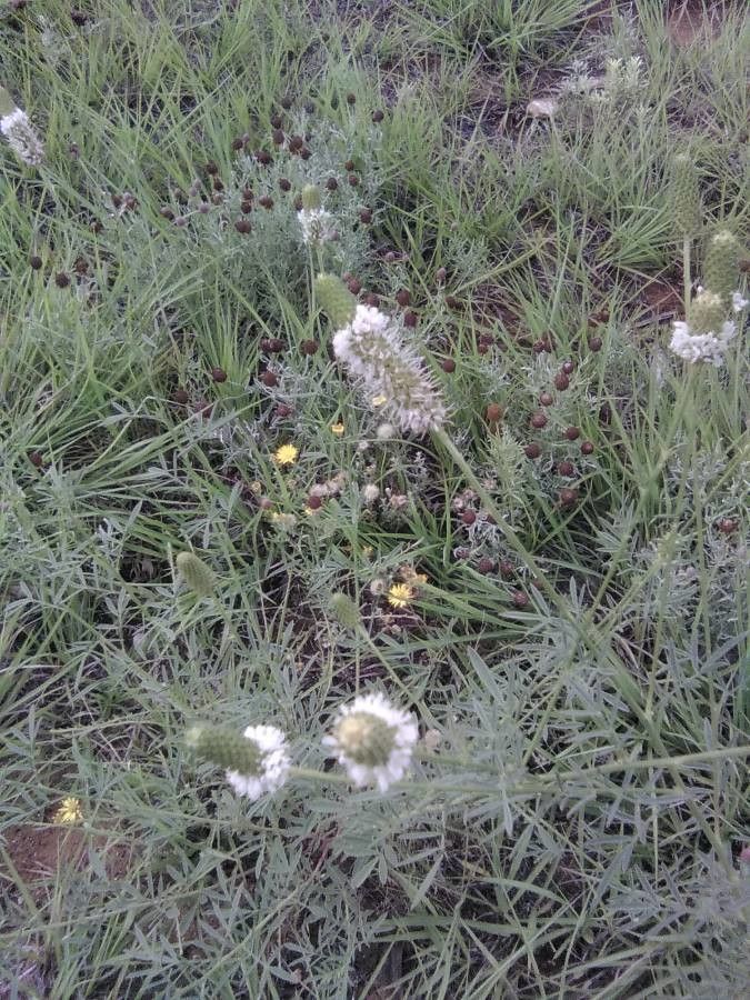 Dalea candida — related species from the same genus