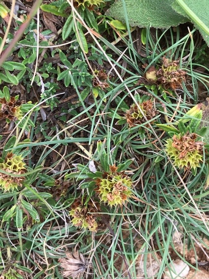 Teucrium montanum fruit